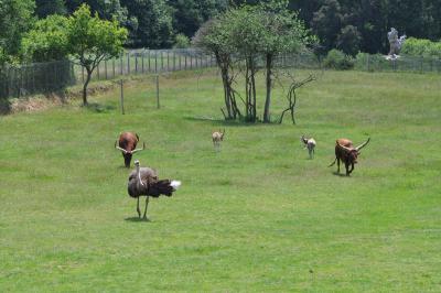 Plaine africaine - 2012