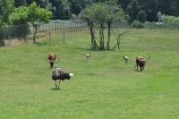 Plaine africaine - 2012