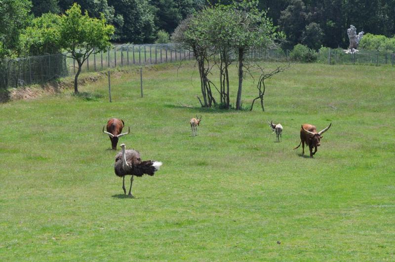 Plaine africaine
