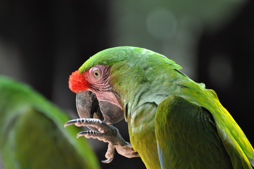 Ara militaire - 2012