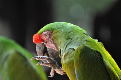 Ara militaire - 2012