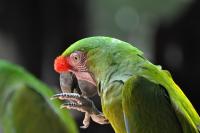 Ara militaire - 2012