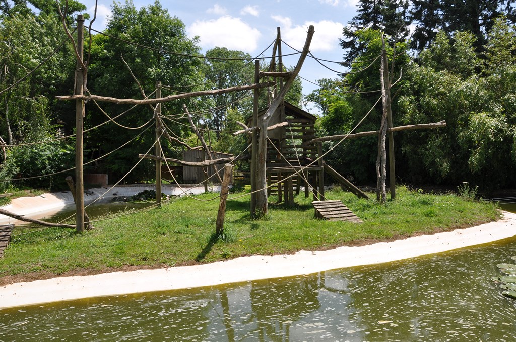 Atèle à ventre blanc - 2012