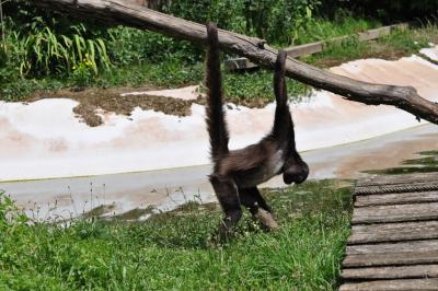 Atèle à ventre blanc - 2012