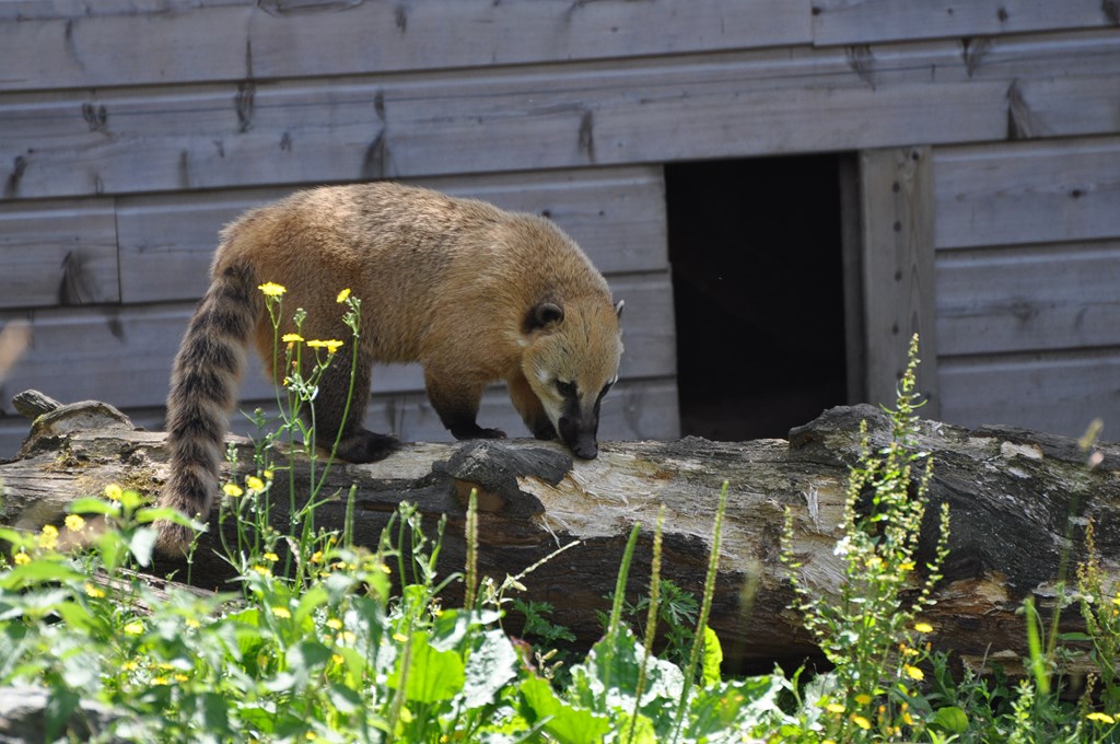 Coati roux - 2012