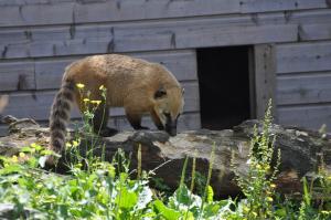 Coati roux