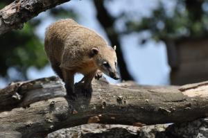 Coati roux