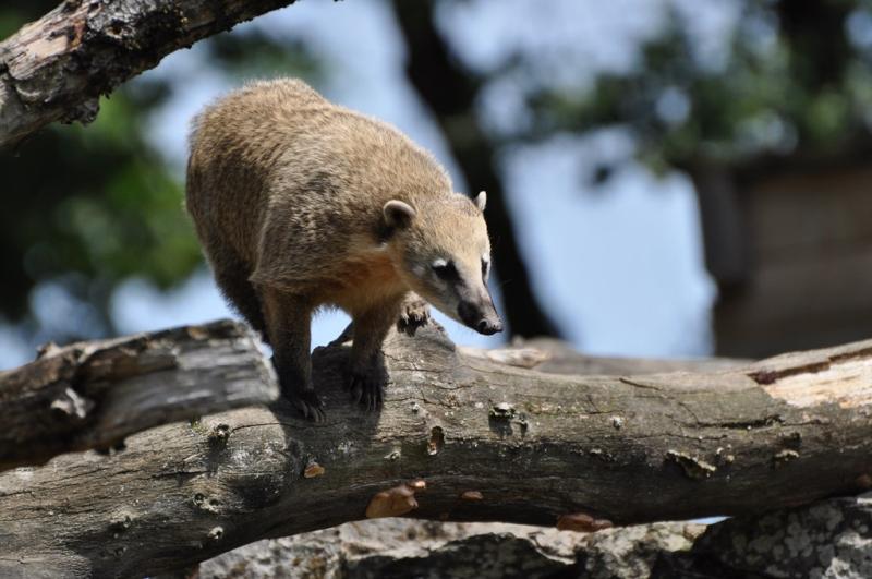 Coati roux