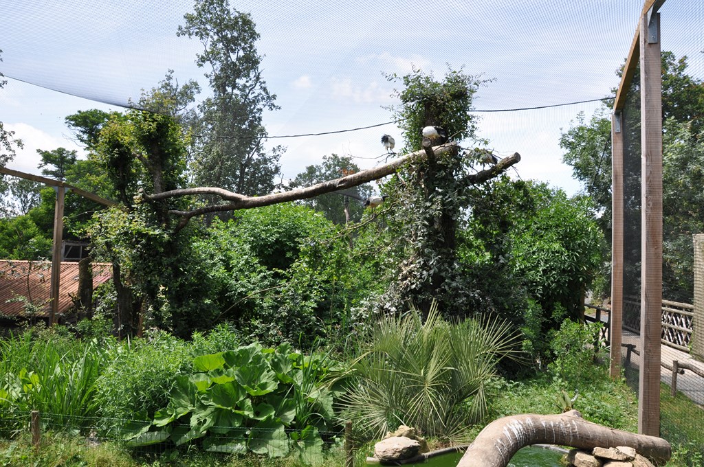 Flamant rose - Ibis sacré - 2012