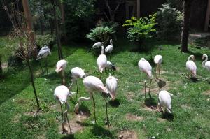 Flamant rose