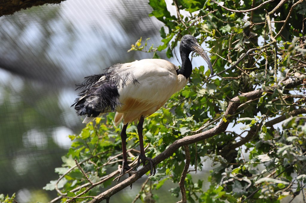 Ibis sacré - 2012