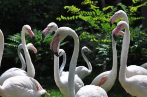 Flamant rose