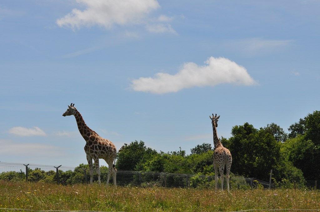 Girafe - 2012