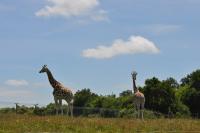 Girafe - 2012