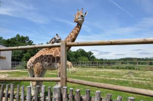 Girafe