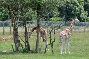 Girafe