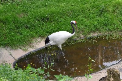Grue du Japon - 2012