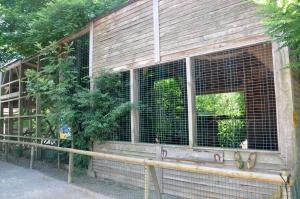 Hibou Grand duc