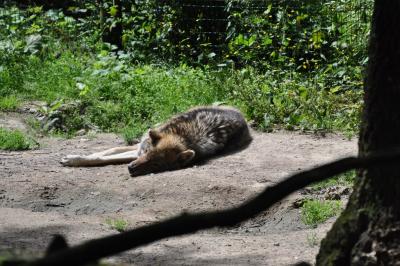 Loup d'Europe - 2012