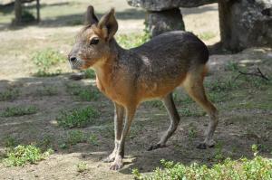 Mara