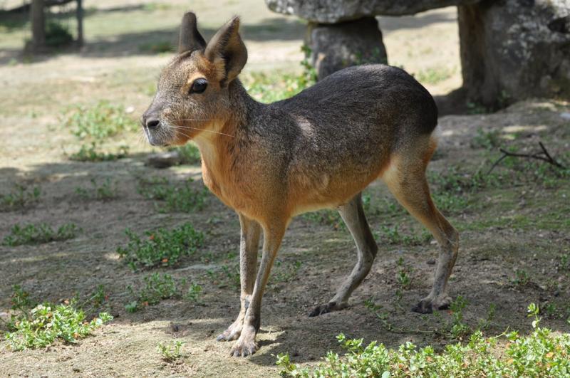 Mara