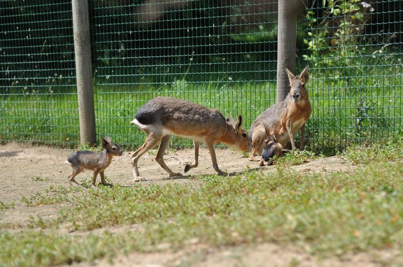 Mara