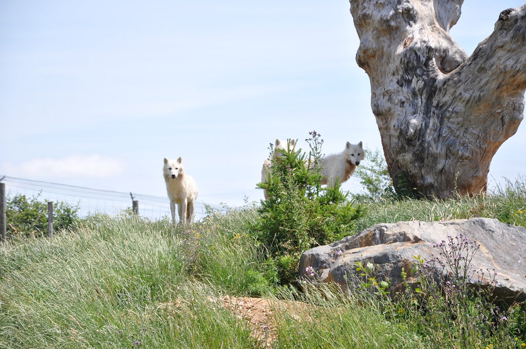 Loup arctique - 2012