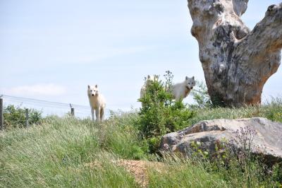 Loup arctique - 2012