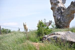 Loup arctique