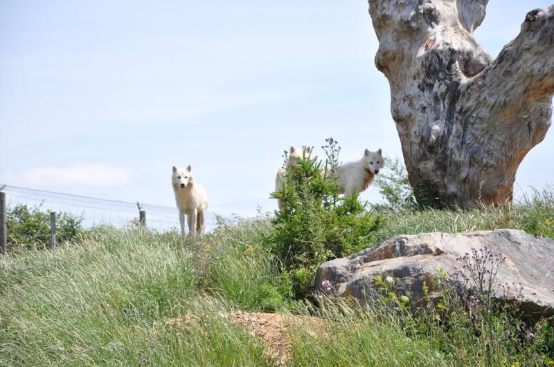 Loup arctique