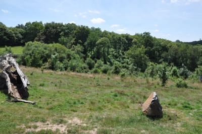 Ours baribal - Loup arctique - 2012