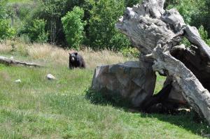 Ours baribal