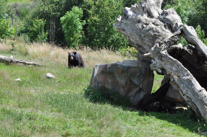 Ours baribal