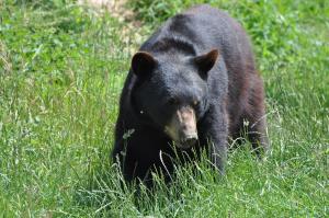Ours baribal