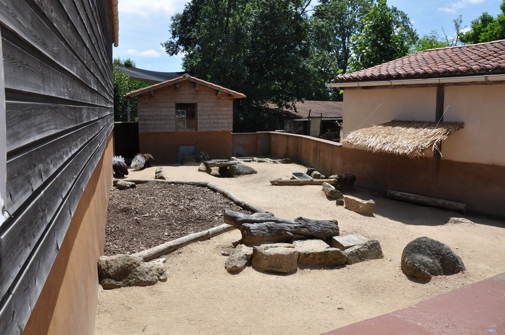 Porc-épic à crête - 2012