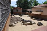 Porc-épic à crête - 2012