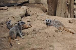 Suricate