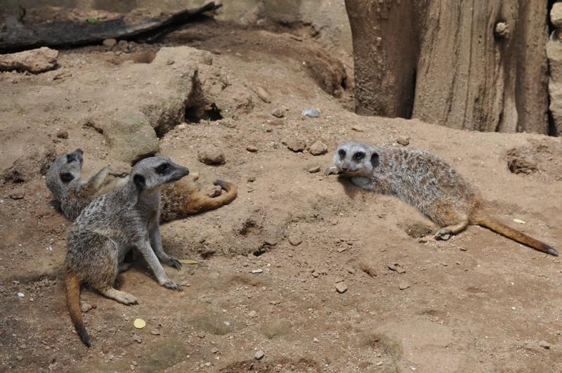 Suricate