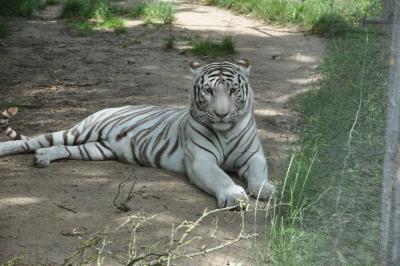Tigre blanc - 2012