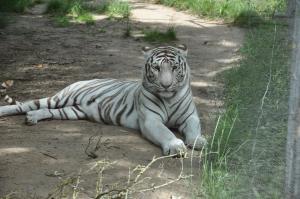 Tigre blanc