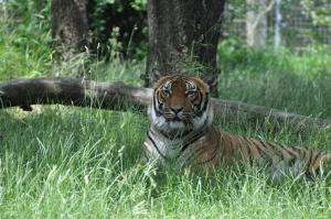Tigre