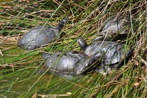 Tortue de Floride