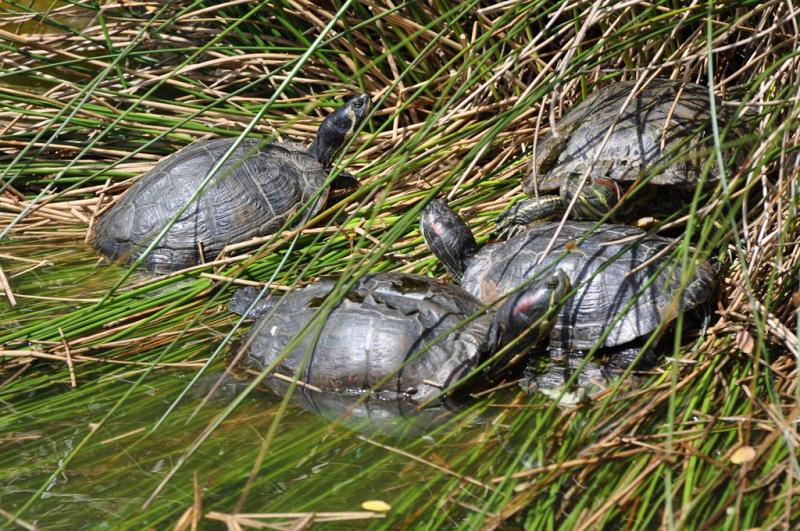 Tortue de Floride