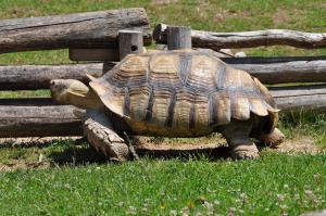 Tortue sillonnée
