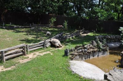 Tortue sillonnée - 2012