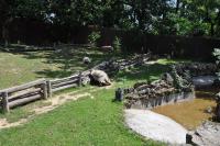 Tortue sillonnée - 2012