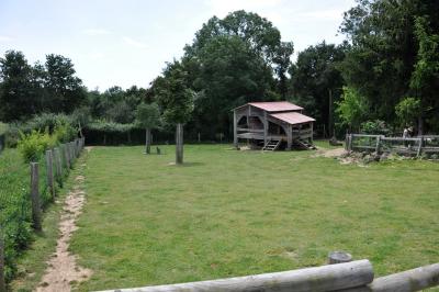 Wallaby de Bennett - 2012