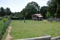 Wallaby de Bennett - 2012