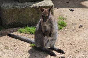 Wallaby de Bennett