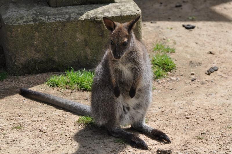 Wallaby de Bennett